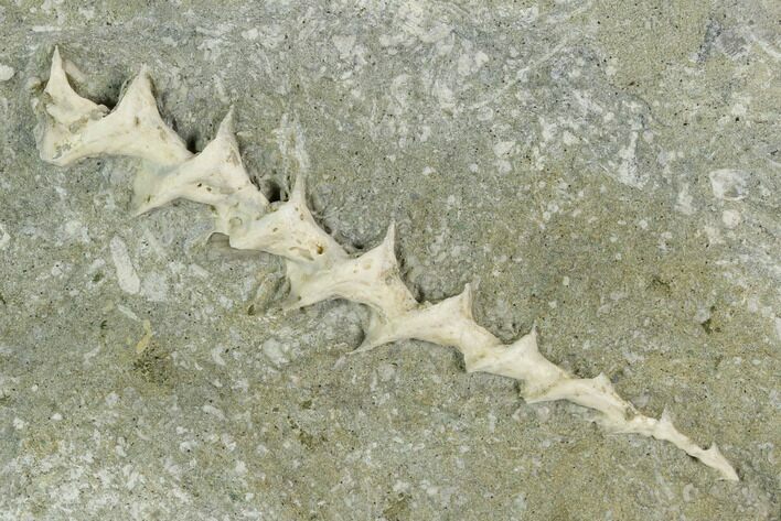 Archimedes Screw Bryozoan Fossil - Illinois #129636